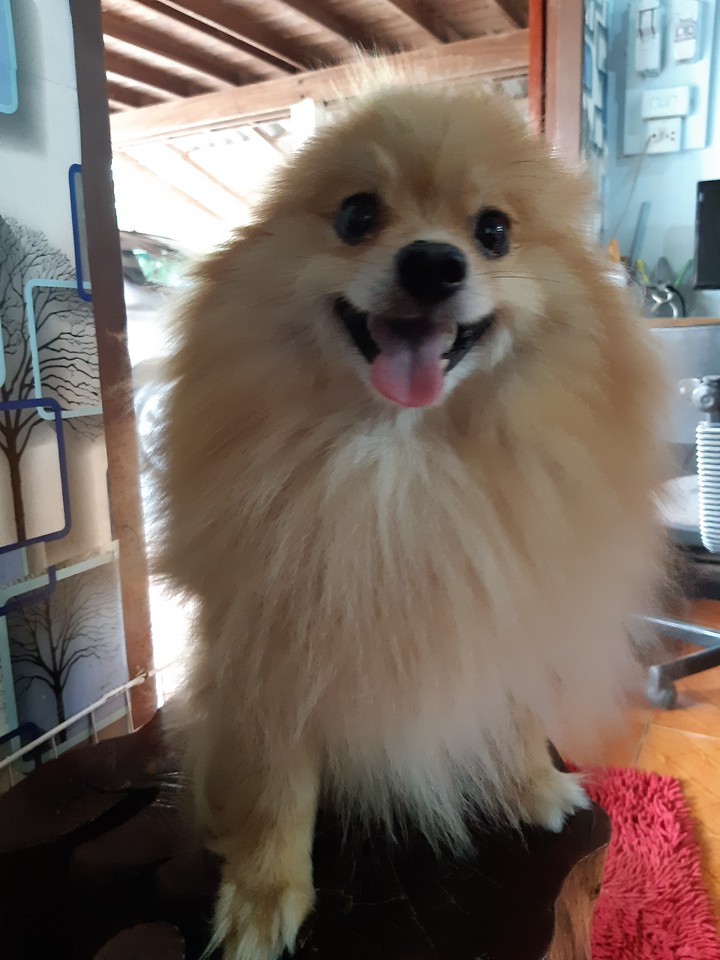 lovely dog