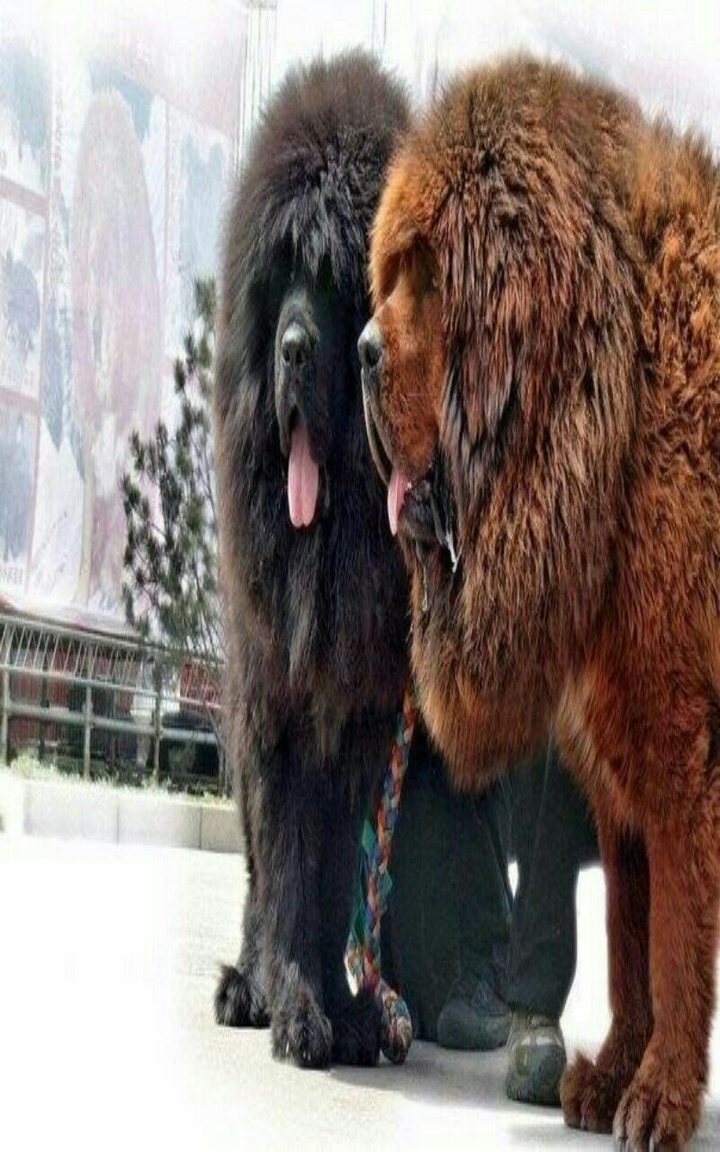 большие собачки