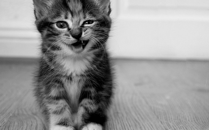 Cat ;)