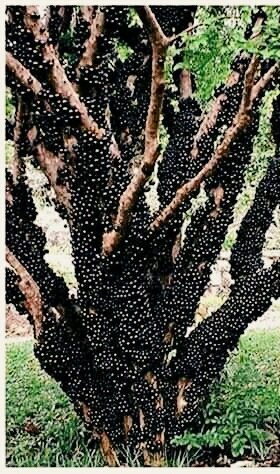 Jabuticaba Tree