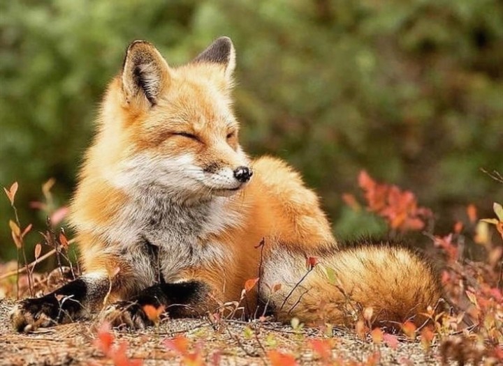 Fox