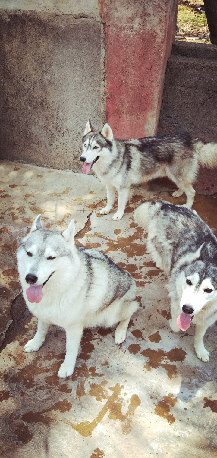 my dog 
