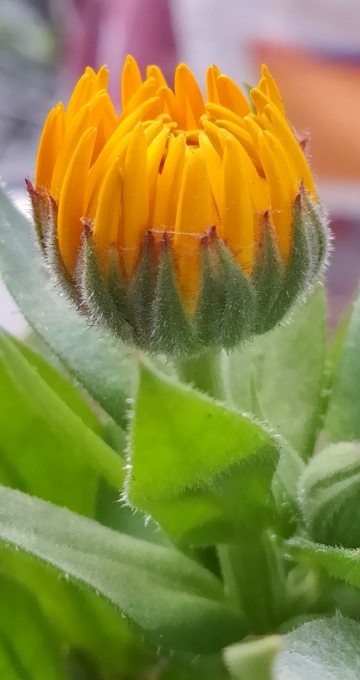 calendula