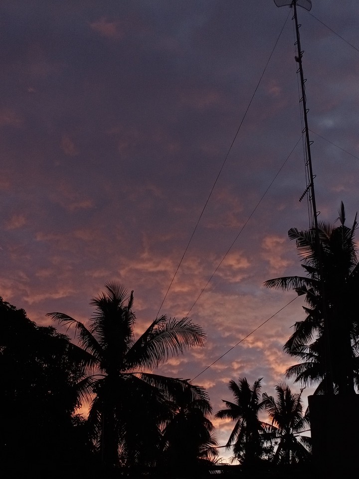 Coconut Tree