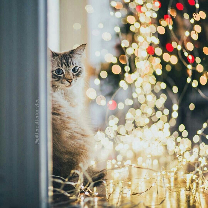 Chaton