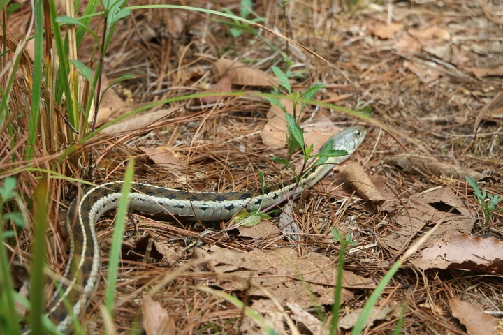snake