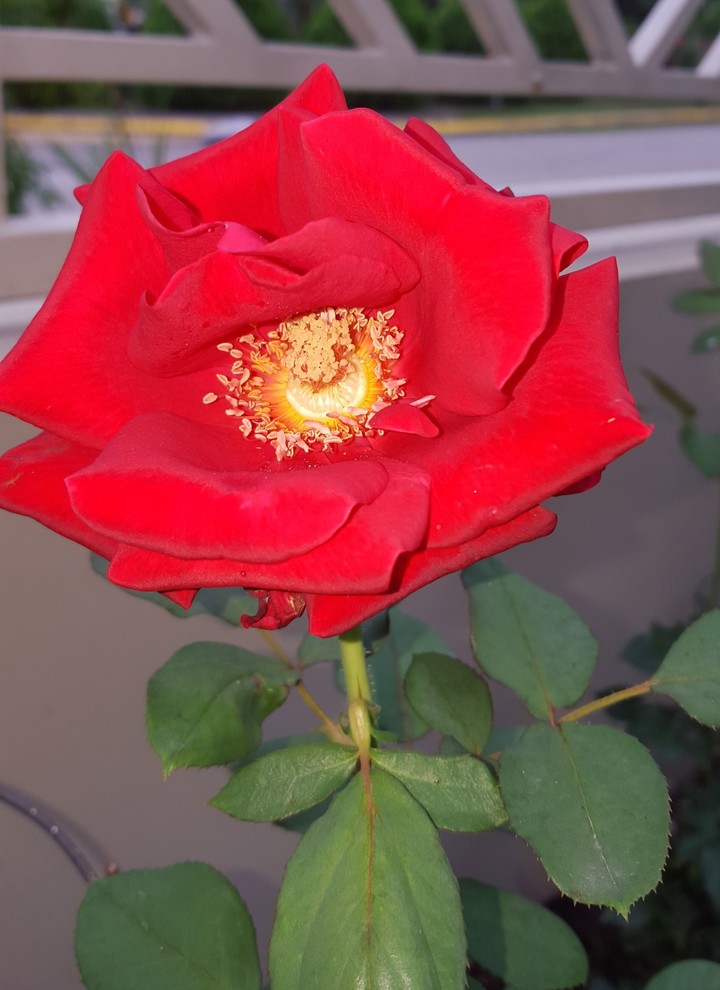 nature in red