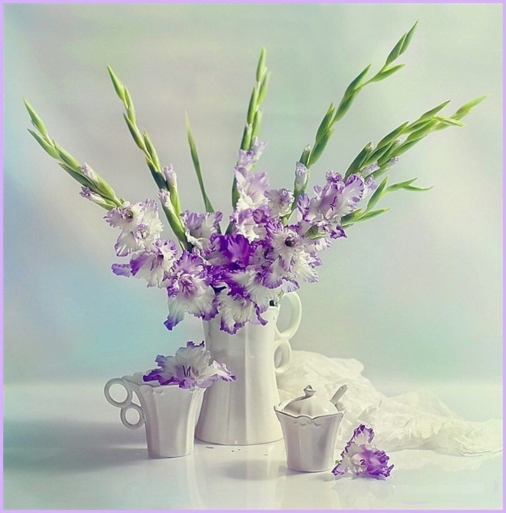 gladiola