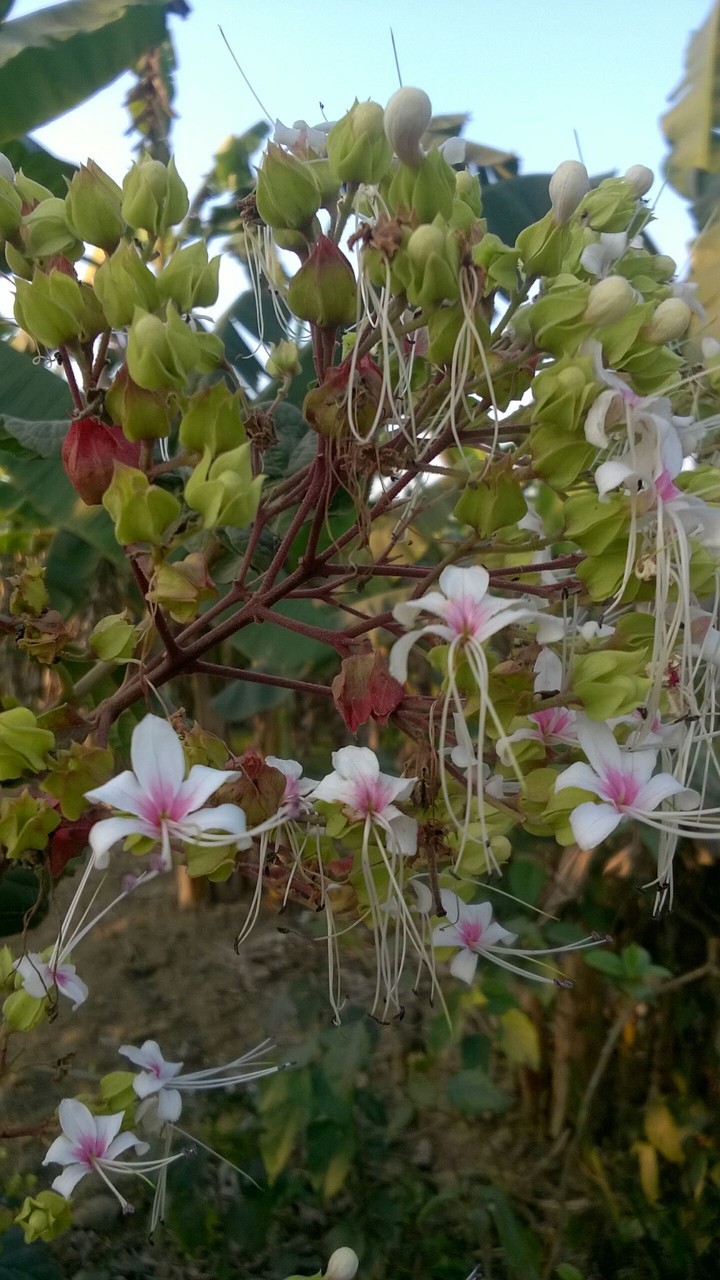 flowers