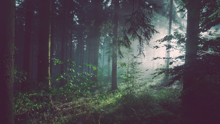 Sunrays inside forest