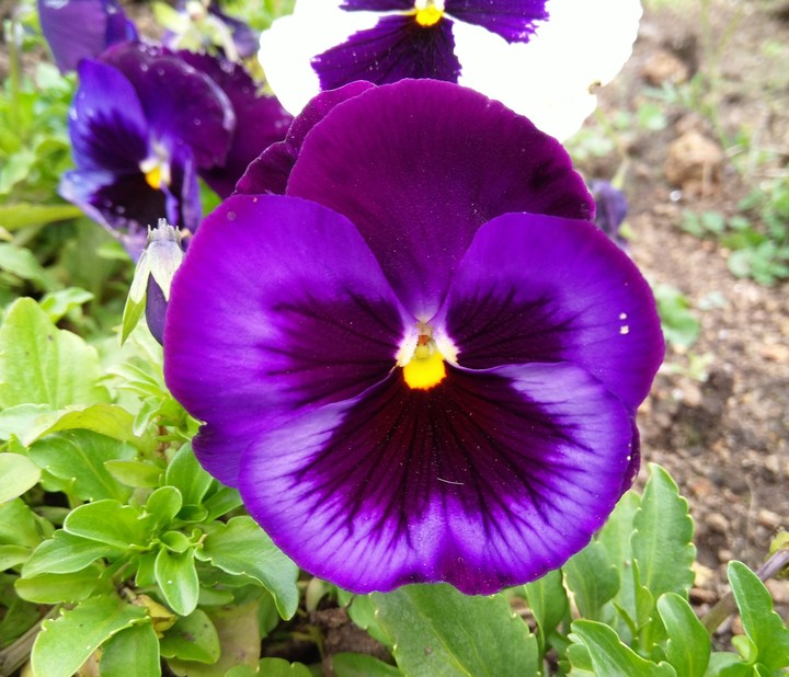 Butterfly Flower