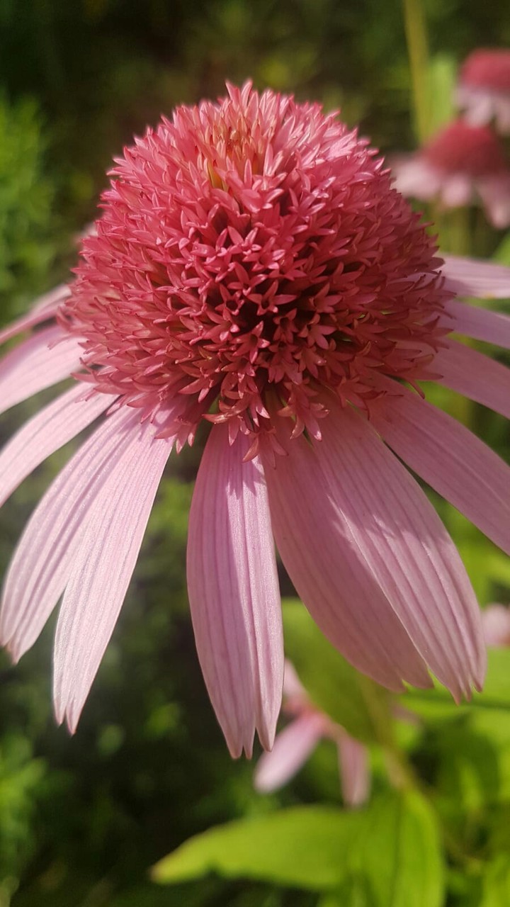 pink flower