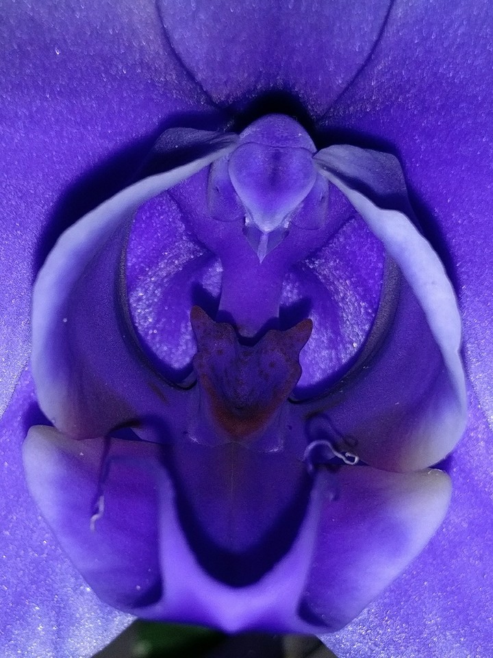 orchidée violette