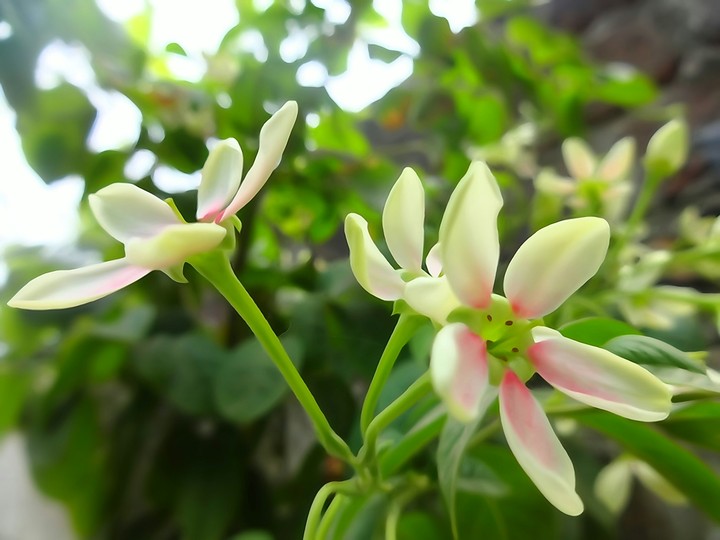 flowers