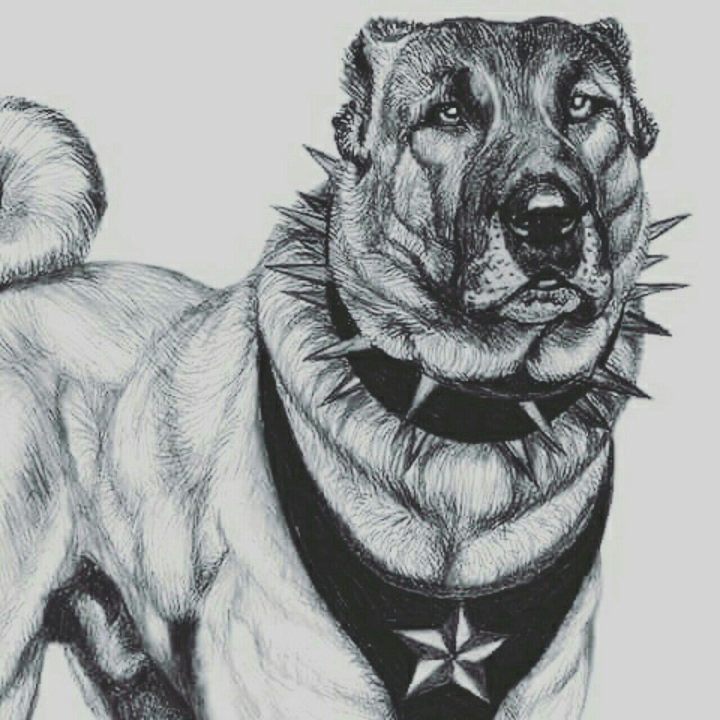 dog