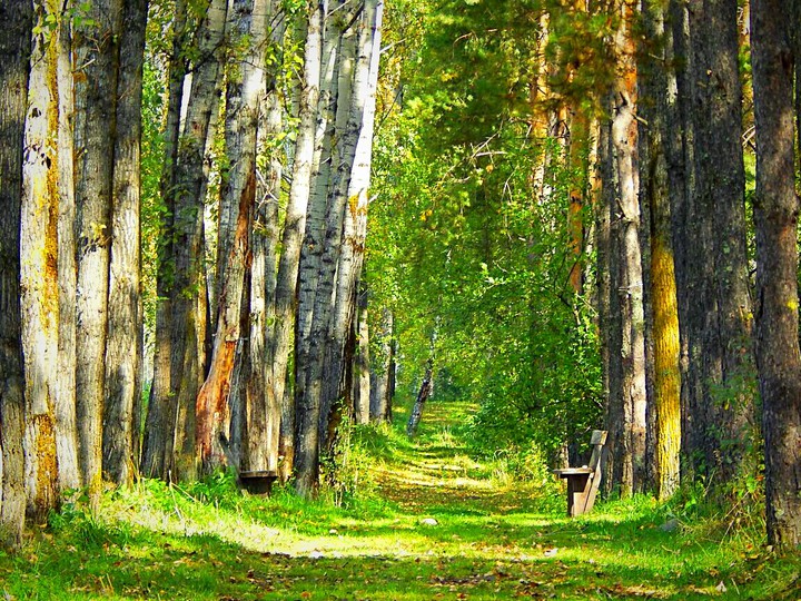 Летний день