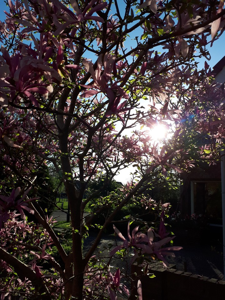 Tree with flowers