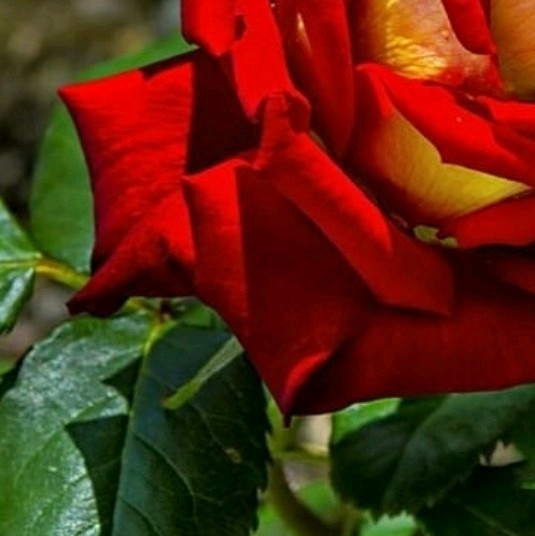 4x Rose