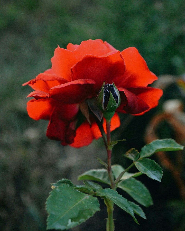 kiss from a rose.