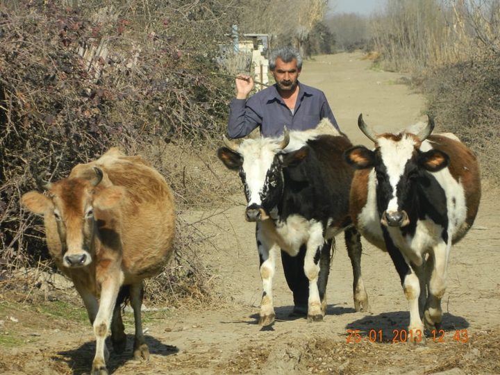 cow