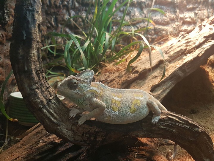 reptiles