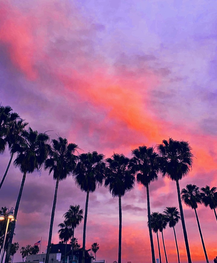 palm trees sunset
