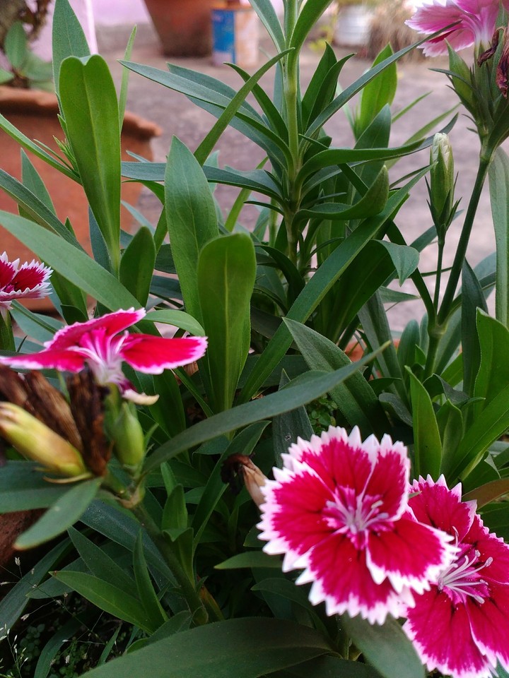 Home Flowers