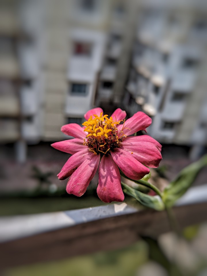 Flower JD