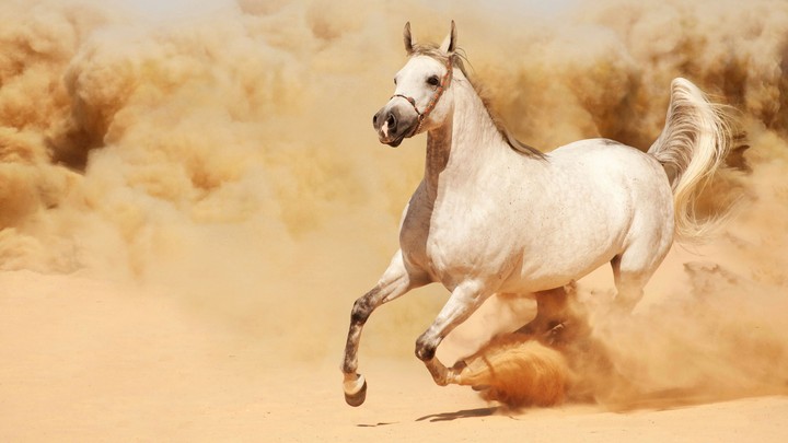 horse