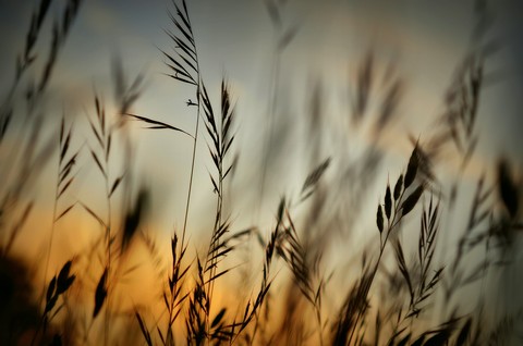 evening
