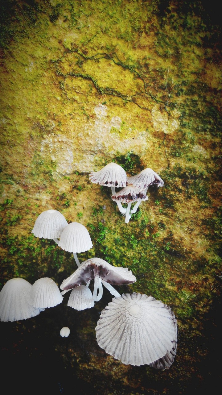 Beauty of the fungus