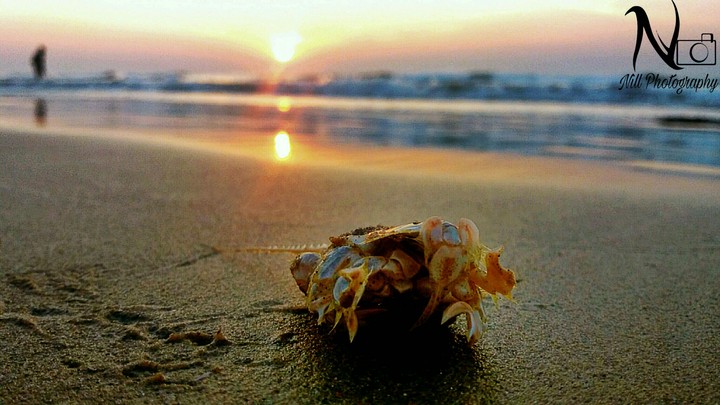 seabeach