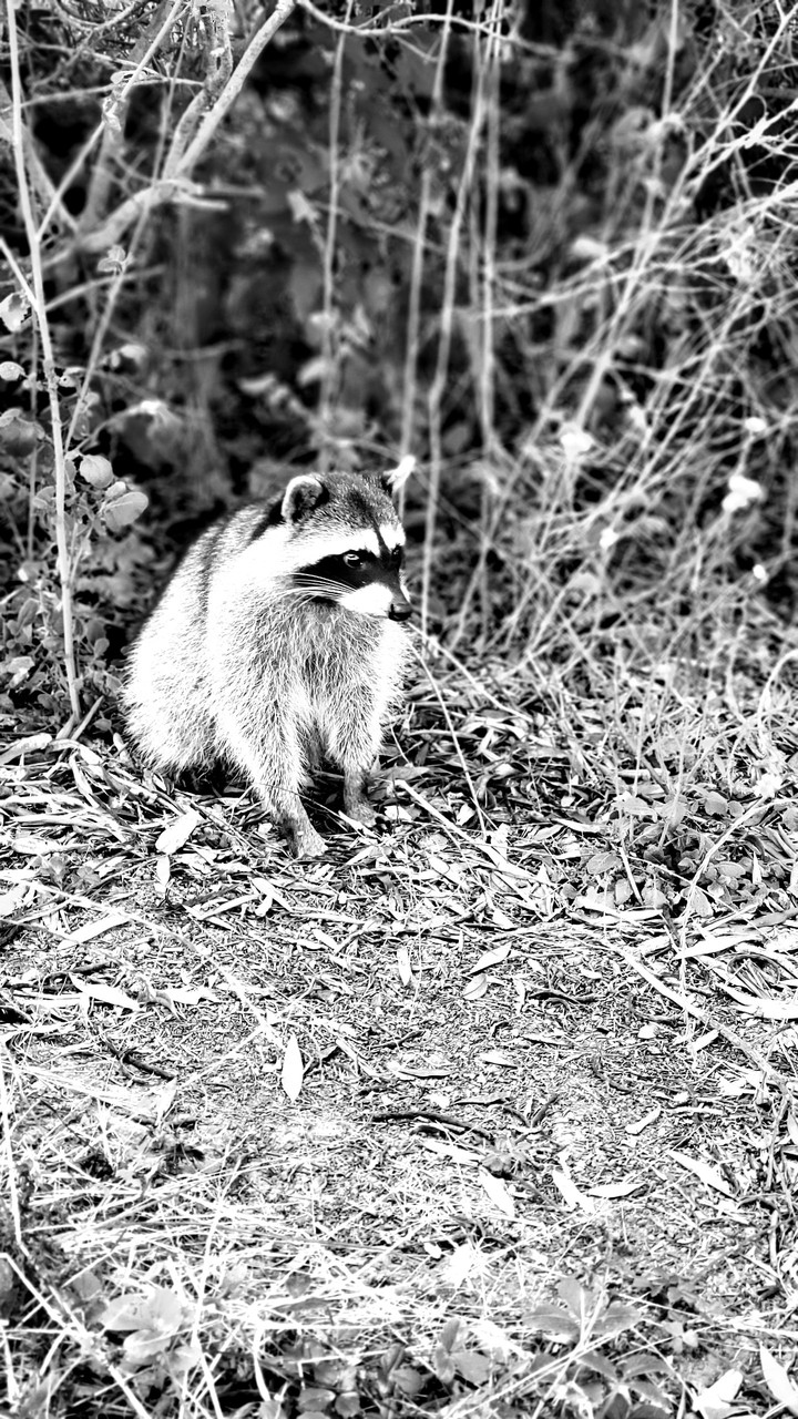 racoon