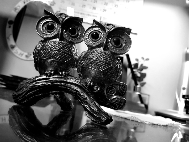 Black owls