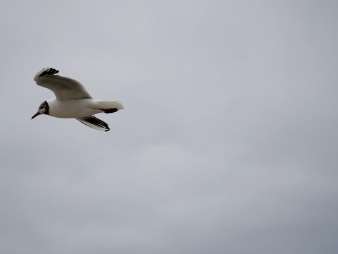 Möwe, Vogel, Strand, Himmel, Wolken