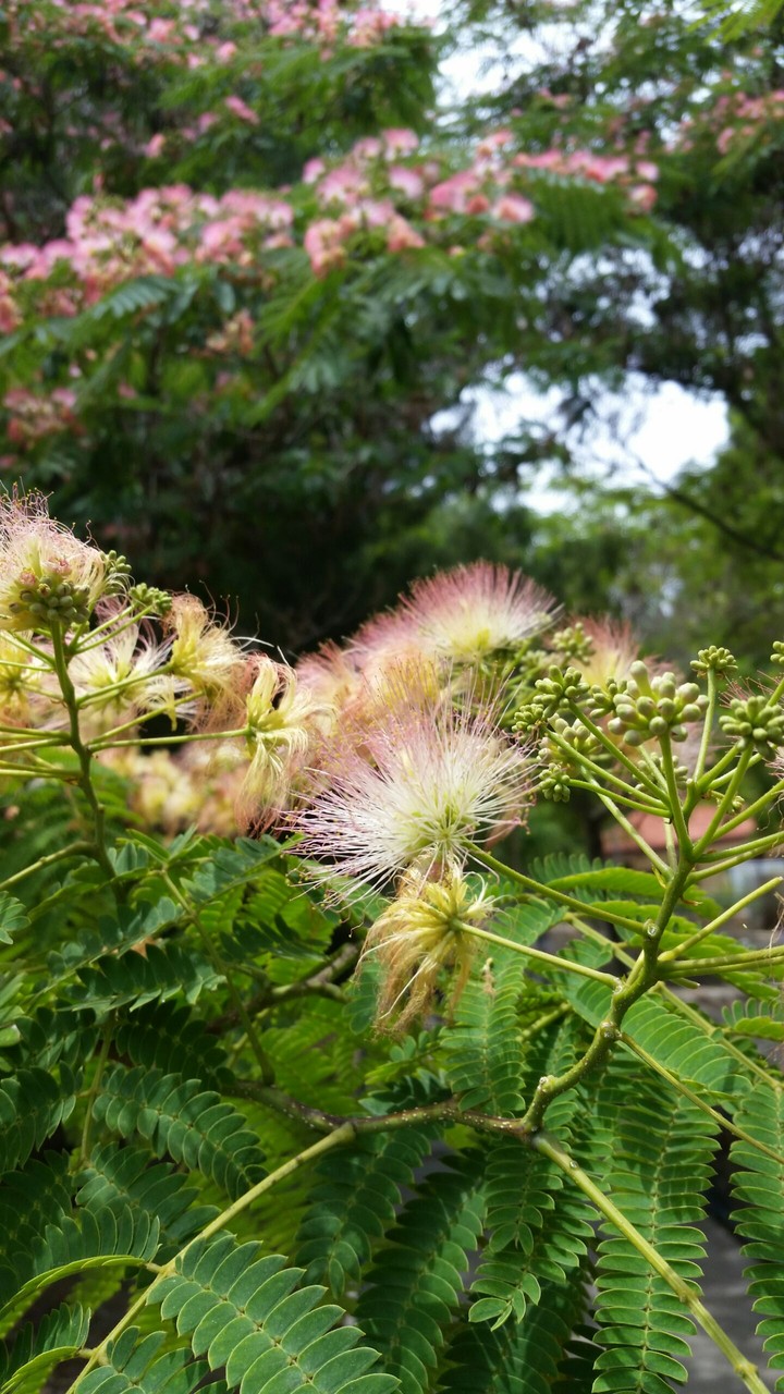 Intresting flowers