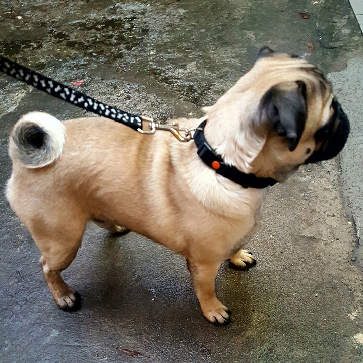 Dog