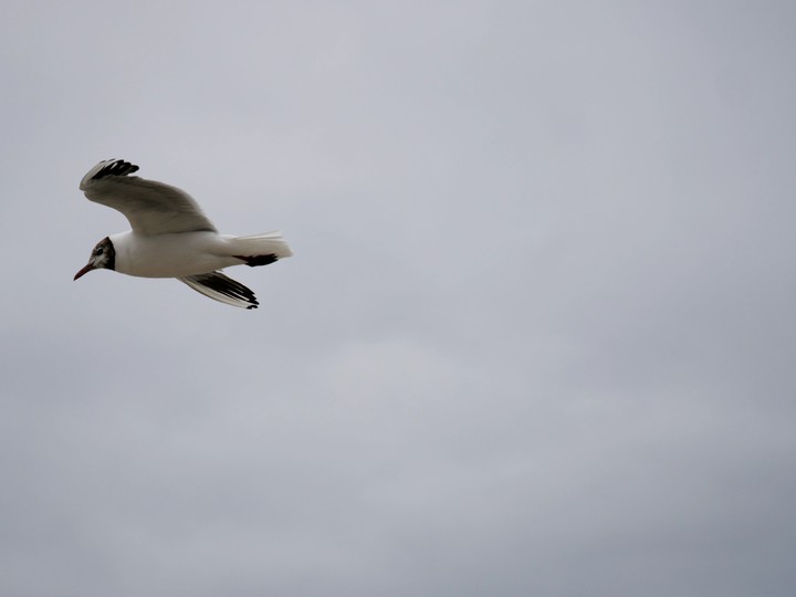 Möwe, Vogel, Strand, Himmel, Wolken
