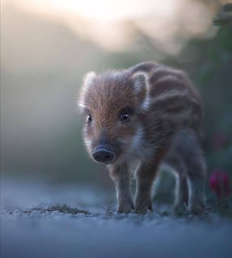 cute mini pig