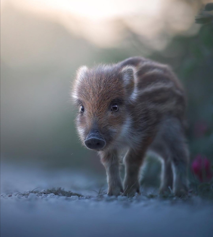 cute mini pig