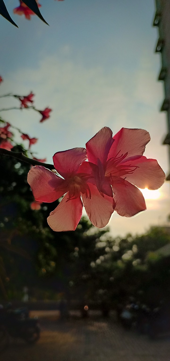 Sometimes flowers also tell us stories....