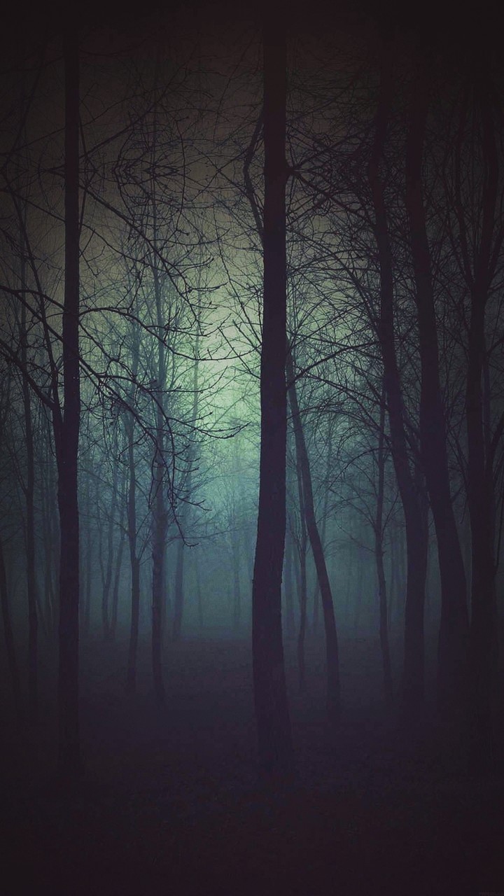 Forest