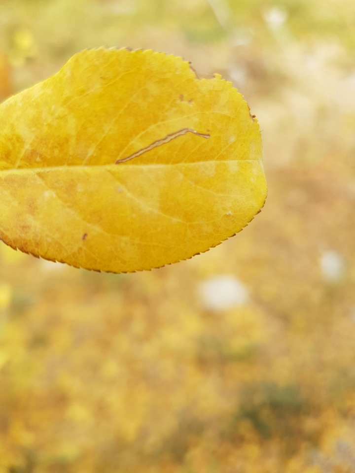 yellow grass
