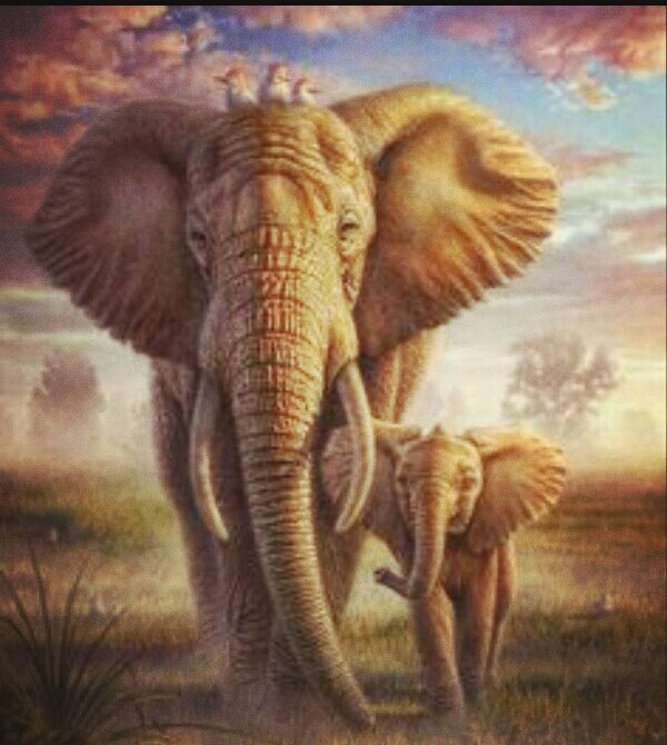 Elephant