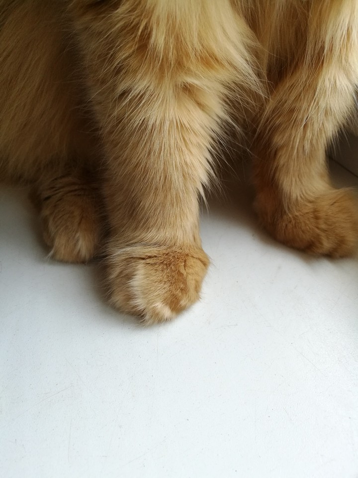 cat
