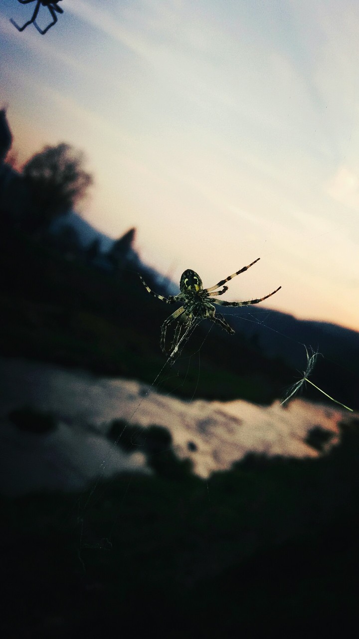 Spider over the river