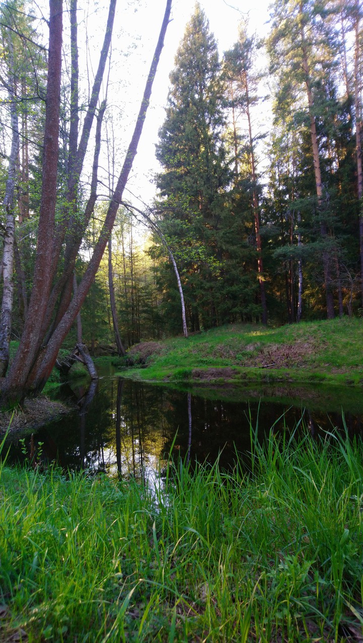 Forest
