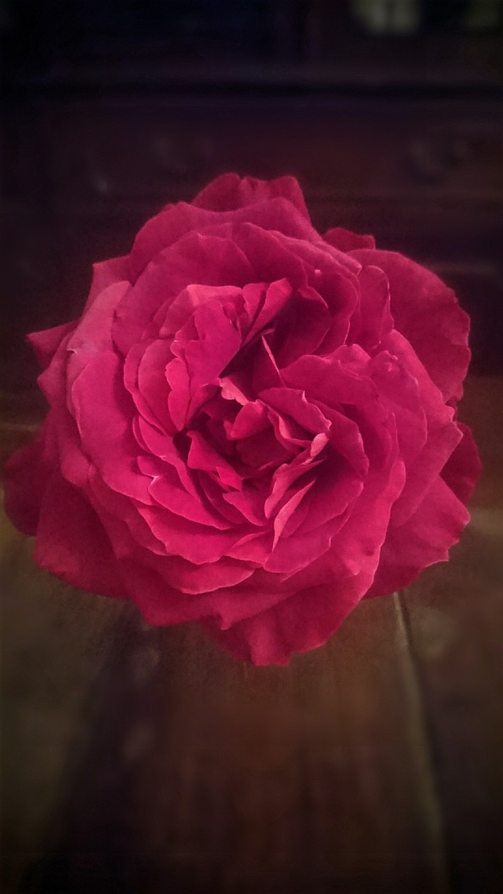 Red - color of love and passion