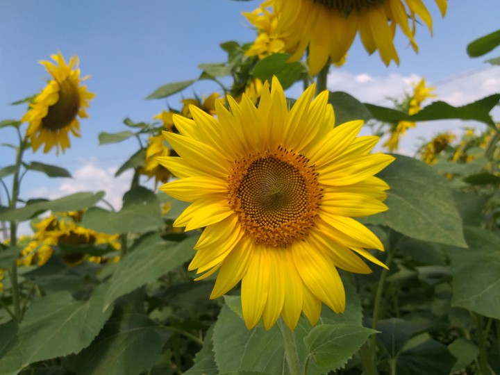 Sunflower