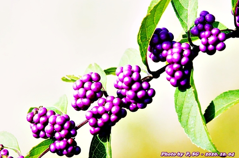 sfondi violet, elderberry